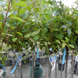 Миндаль обыкновенный (Prunus dulcis)