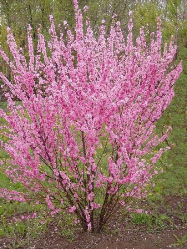 Миндаль трехлопастный Веснянка (Prunus triloba 'Vesnyanka')