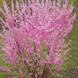 Миндаль трехлопастный Веснянка (Prunus triloba 'Vesnyanka')