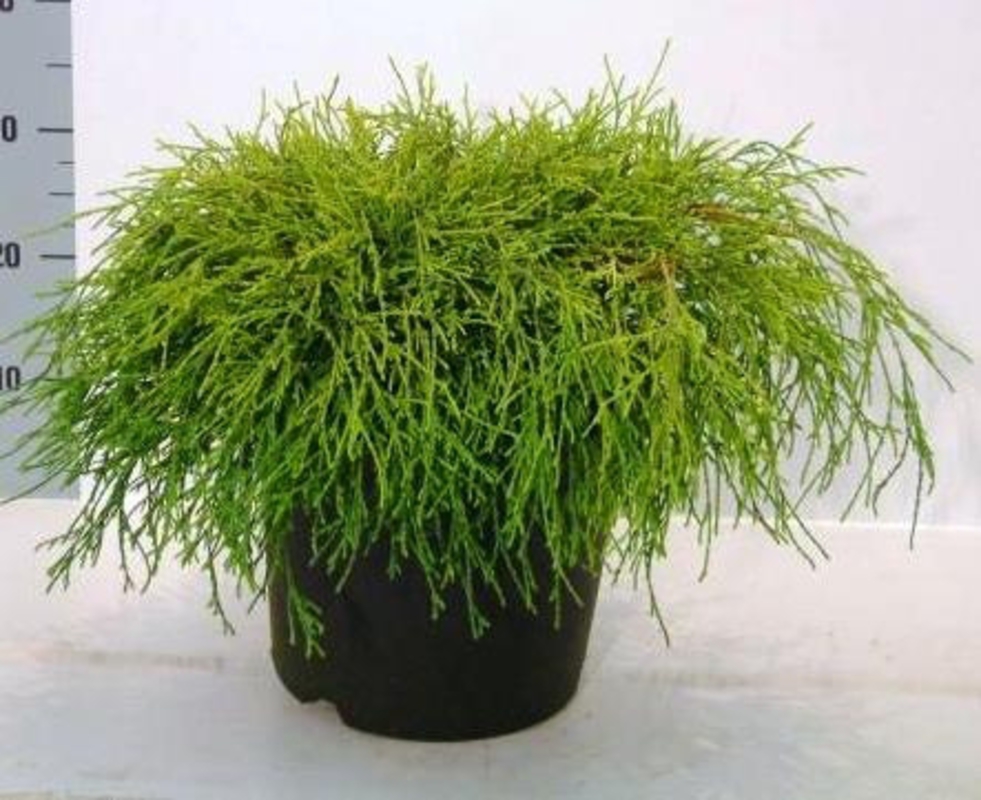 Кипарисовик горохоплодный Филифера Ауреа (Chamaecyparis pisifera 'Filifera Aurea')