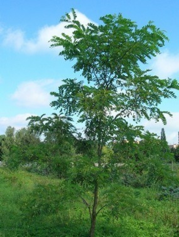 Робиния лжеакация (Robinia pseudoacacia)