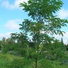 Робиния лжеакация (Robinia pseudoacacia)