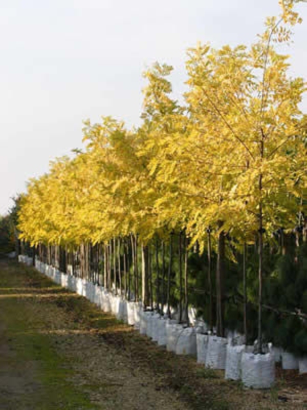 Акация золотистая Фризия (Robinia pseudoacacia 'Frisia')