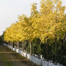 Акация золотистая Фризия (Robinia pseudoacacia 'Frisia')