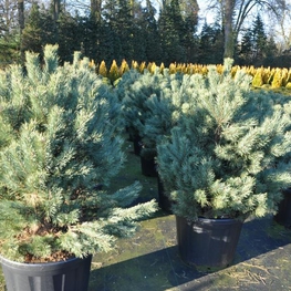 Сосна обыкновенная Ватерери (Pinus sylvestris 'Watereri')