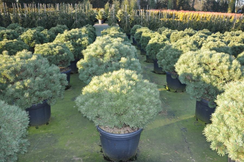 Сосна обыкновенная Мартам (Pinus sylvestris 'Martham')