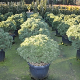Сосна обыкновенная Мартам (Pinus sylvestris 'Martham')