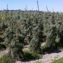 Ель сербская Пендула (Picea omorika 'Pendula')