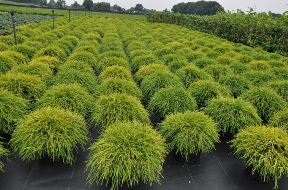 Кипарисовик горохоплодный Сан Голд (Chamaecyparis pisifera 'Sun Gold')