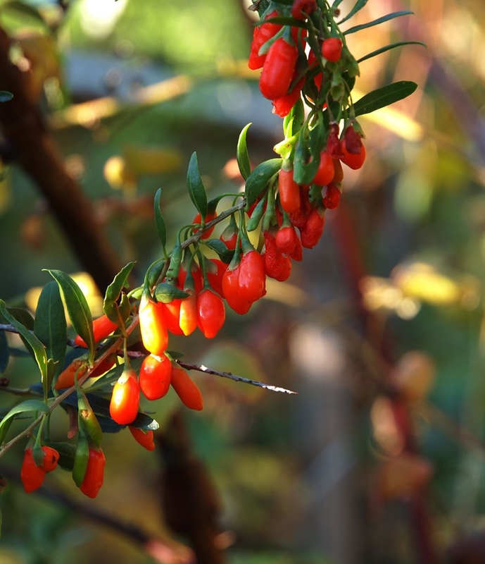 Годжи (Lycium barbarum)