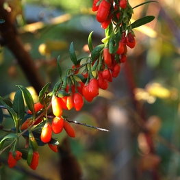 Годжи (Lycium barbarum)