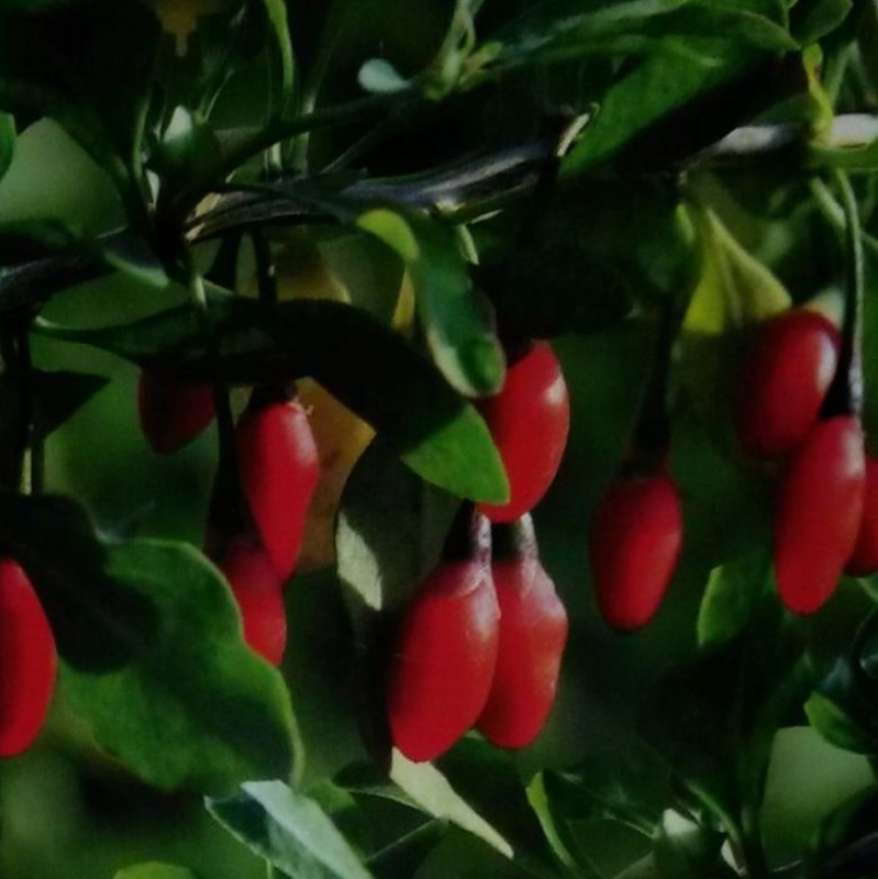 Годжи Корен Биг (Lycium barbarum 'Korean Big')