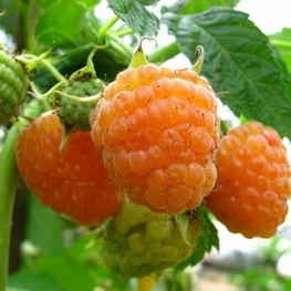 Малина ремонтантная Желтый гигант (Rubus idaeus 'Zheltyy Gigant')