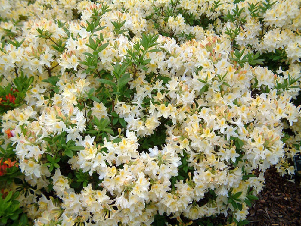 Азалия листопадная Дэвиси (Rhododendron 'Daviesii')