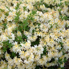 Азалия листопадная Дэвиси (Rhododendron 'Daviesii')