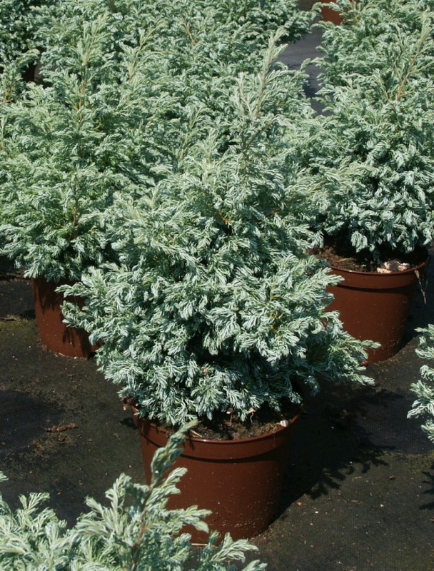 Кипарисовик горохоплодный Булевард (Chamaecyparis pisifera 'Boulevard')