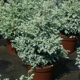 Кипарисовик горохоплодный Булевард (Chamaecyparis pisifera 'Boulevard')