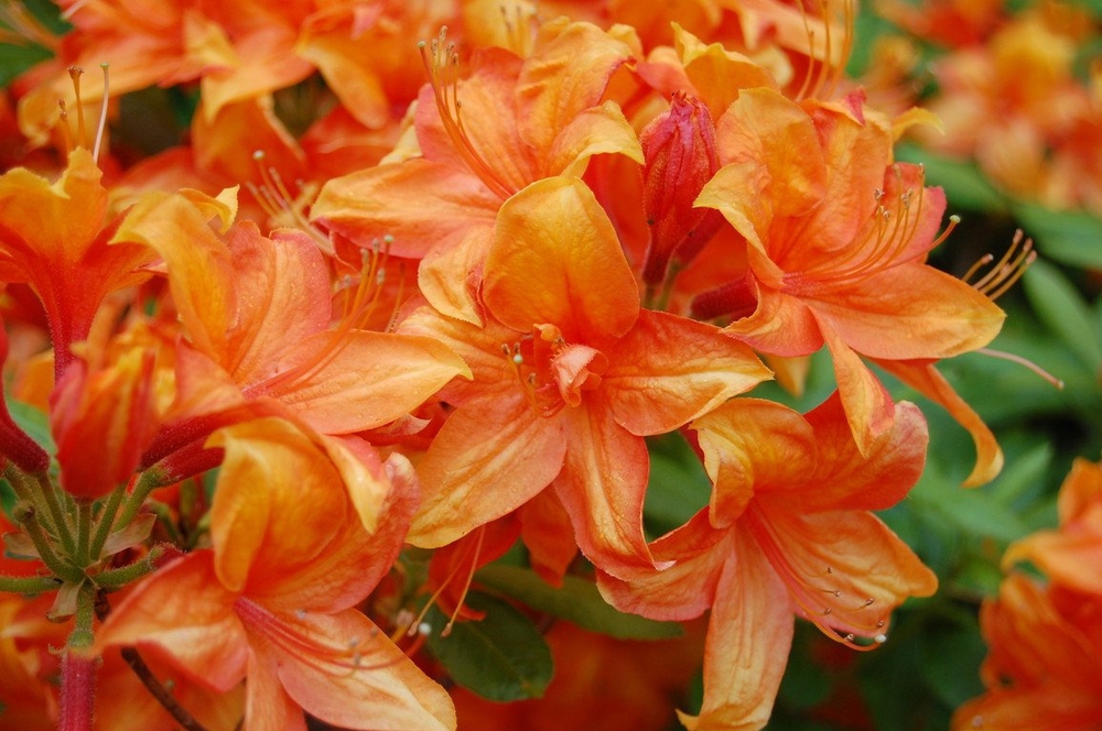 Азалия листопадная Голден Игл (Rhododendron 'Golden Eagle')