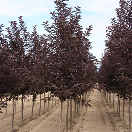 Черемуха виргинская Канада Ред (Prunus virginiana 'Canada Red')
