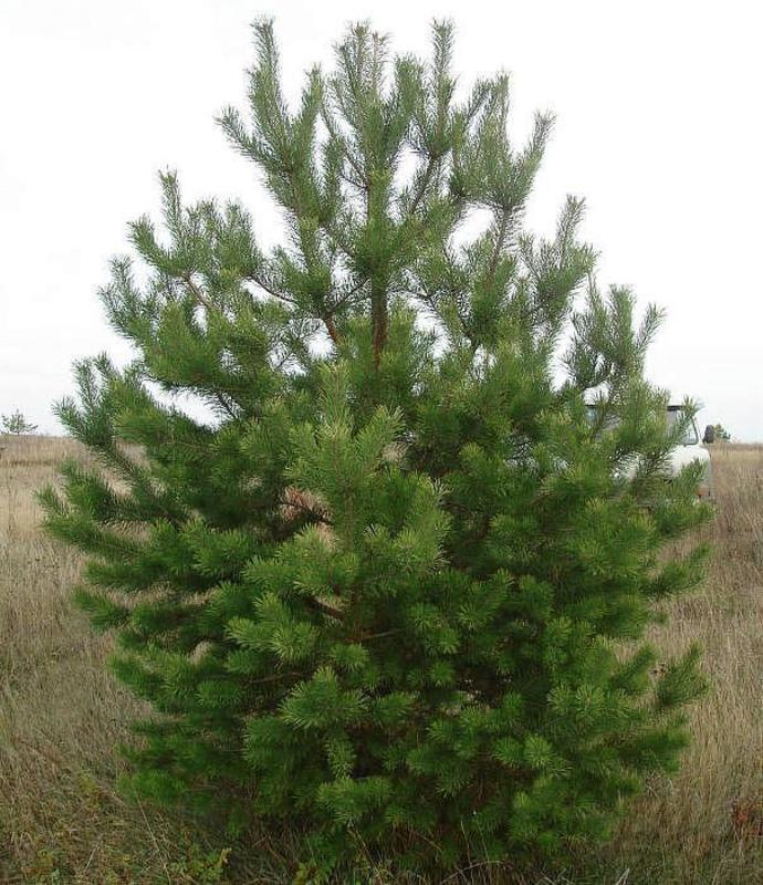 Сосна обыкновенная (Pinus sylvestris) Extra
