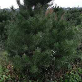 Сосна обыкновенная (Pinus sylvestris) Extra