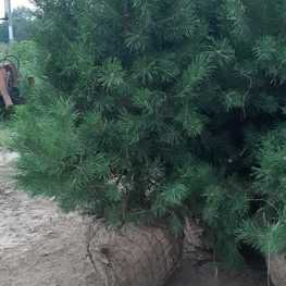 Сосна обыкновенная (Pinus sylvestris) Extra