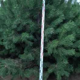 Сосна обыкновенная (Pinus sylvestris) Extra