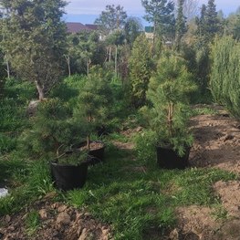 Сосна обыкновенная Extra "Pinus sylvestris"