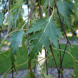 Береза Далекарлийская (Betula pendula 'Dalecarlica')