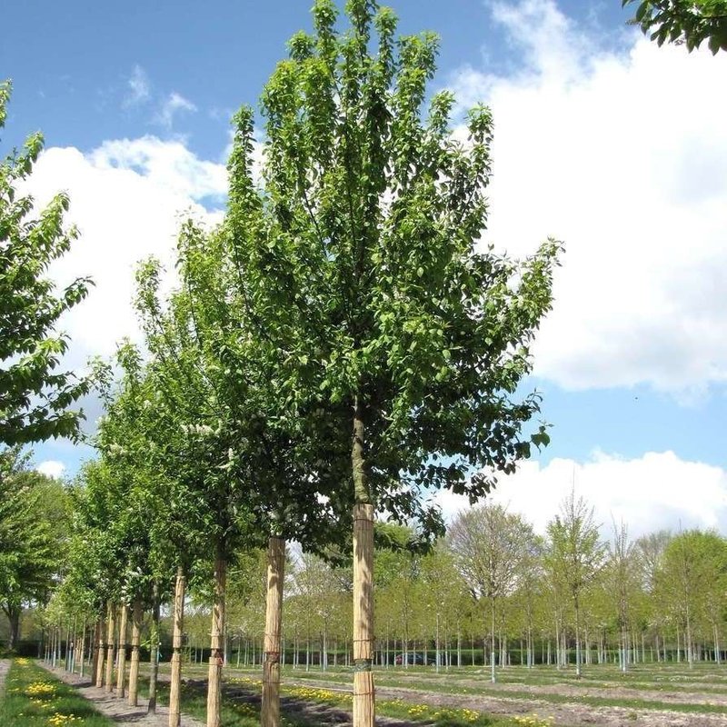 Черемуха обыкновенная Тифурт (Prunus padus 'Tifurth')