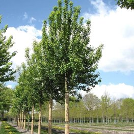 Черемуха обыкновенная Тифурт (Prunus padus 'Tifurth')