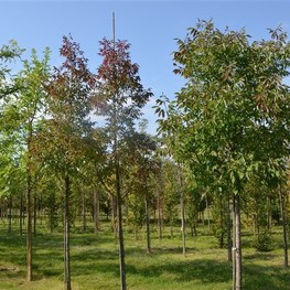 Ясень американский Отем Пурпл (Fraxinus americana 'Autumn Purple')