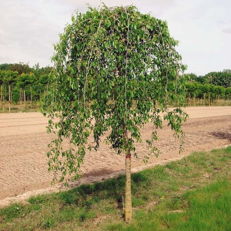 Вяз плакучий Мауро (Ulmus 'Mauro')