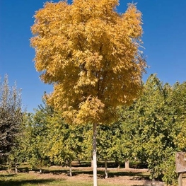 Береза повислая Голден Клауд (Betula pendula 'Golden Cloud')