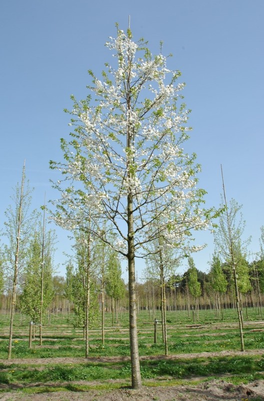 Вишня птичья Плена (Prunus avium 'Plena')