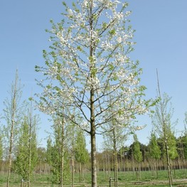 Вишня птичья Плена (Prunus avium 'Plena')