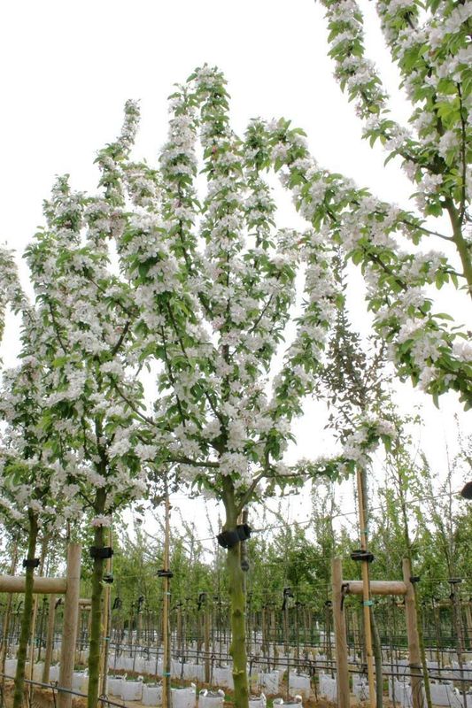 Декоративная яблоня Голден Хорнет (Malus 'Golden Hornet')