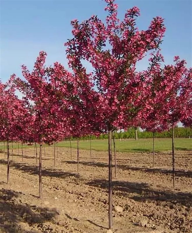 Декоративная яблоня Прериефайер (Malus 'Prairifire')