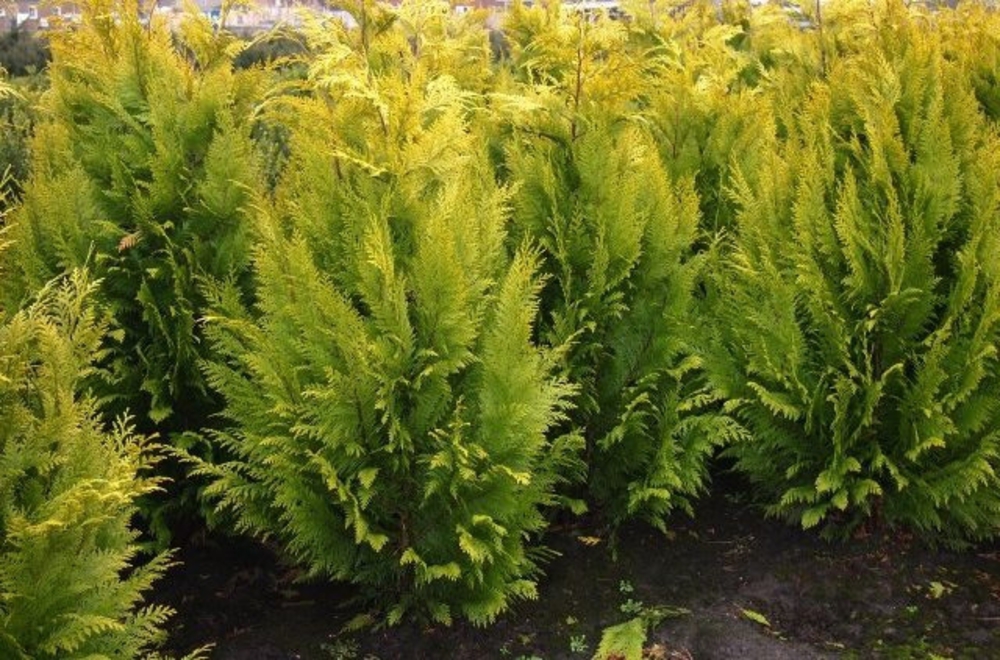Кипарисовик Лавсона Ивонна (Chamaecyparis lawsoniana 'Ivonne')