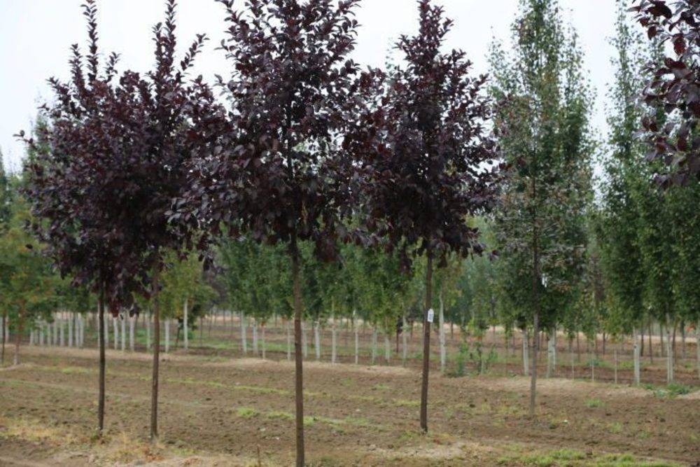 Слива растопыренная Нигра (Prunus cerasifera 'Nigra')