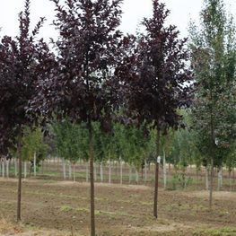 Слива растопыренная Нигра (Prunus cerasifera 'Nigra')