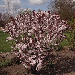 Слива Цистена (Prunus × cistena)