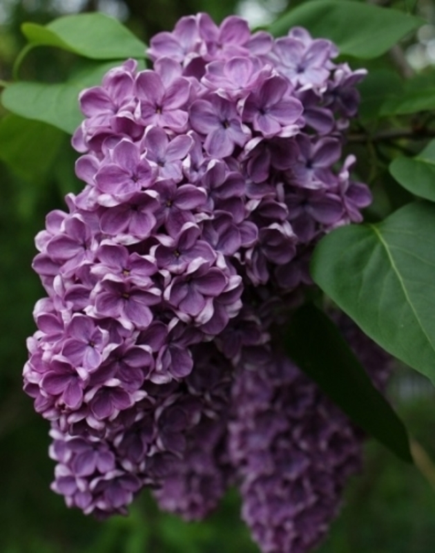 Сирень обыкновенная Жильбер (Syringa vulgaris 'Gilbert')