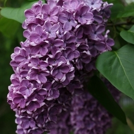 Сирень обыкновенная Жильбер (Syringa vulgaris 'Gilbert')