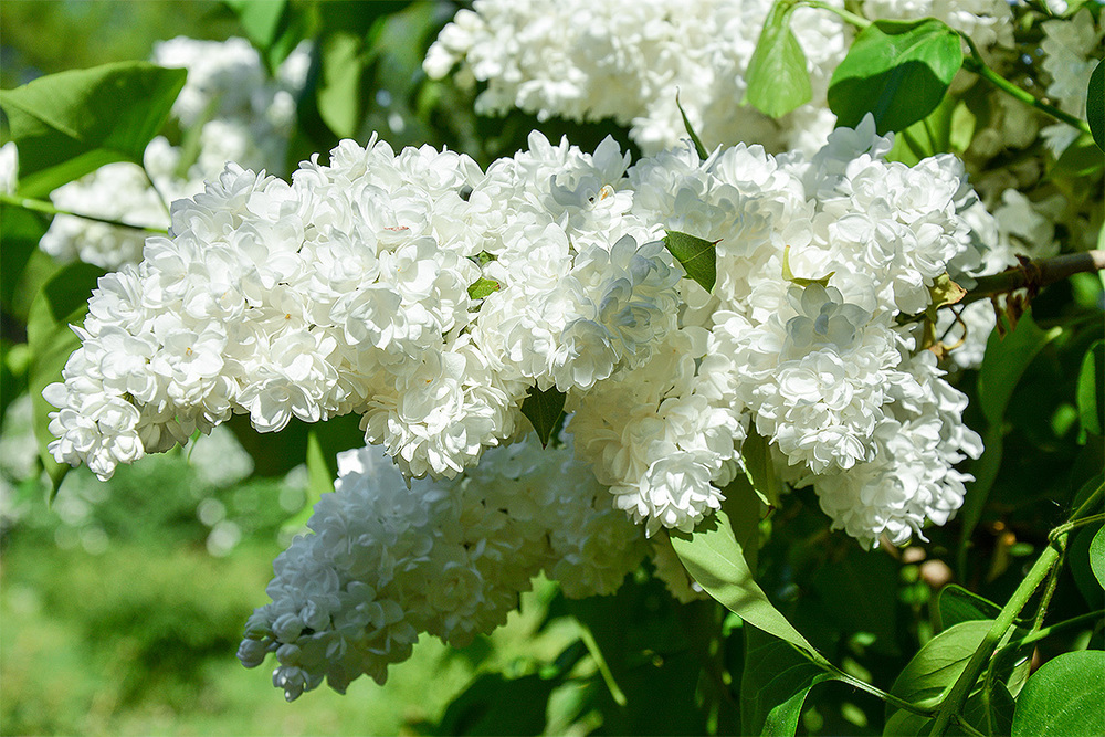 Сирень обыкновенная Защитникам Бреста (Syringa vulgaris 'Zashchitnikam Bresta')