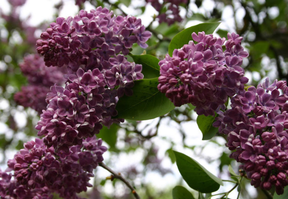 Сирень обыкновенная Зорька Венера (Syringa vulgaris 'Zorka Venera')