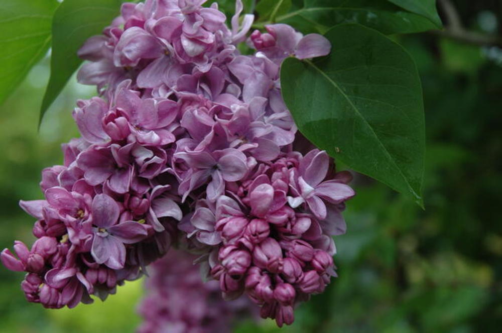 Сирень обыкновенная Ион (Syringa vulgaris 'Ion')