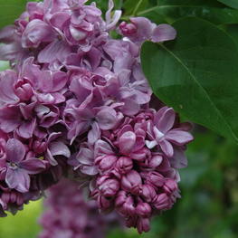 Сирень обыкновенная Ион (Syringa vulgaris 'Ion')