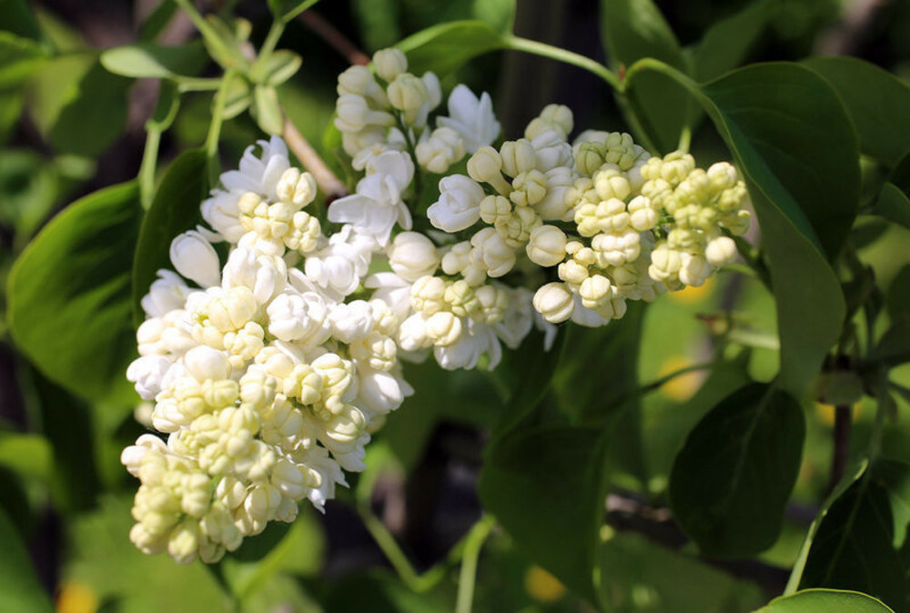 Сирень обыкновенная Лунный свет (Syringa vulgaris 'Lunnyy Svet')
