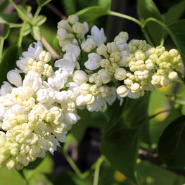 Сирень обыкновенная Лунный свет (Syringa vulgaris 'Lunnyy Svet')